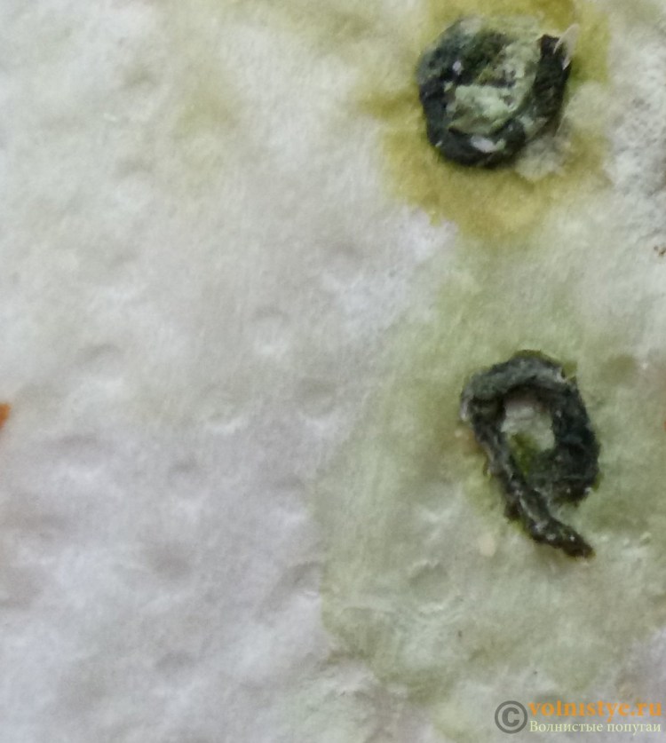 Кот рыгнул желтой жидкостью