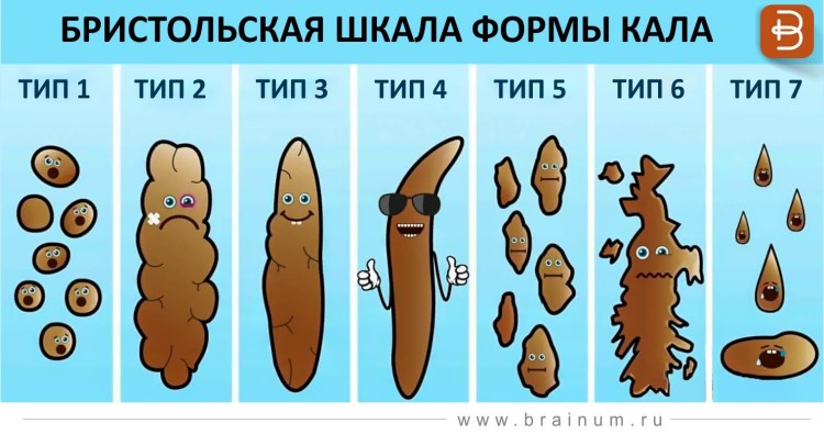 Виды кала у взрослого