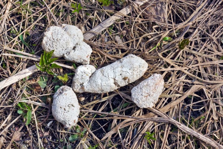 Собачьи каки