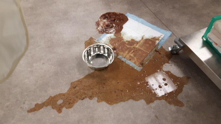 Печеночный сосальщик в Кале