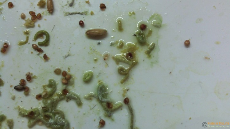 Консистенция кала у 3 месячного ребенка норма