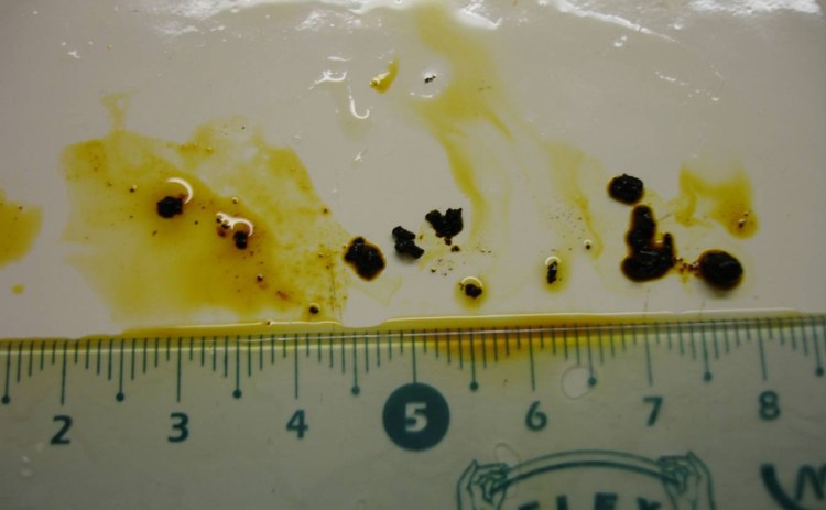 Что давать собаке при поносе лекарства