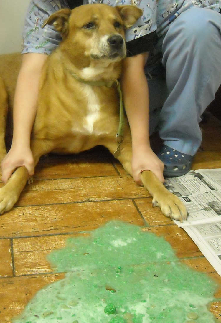 Общий анализ кала норма и расшифровка результатов таблица