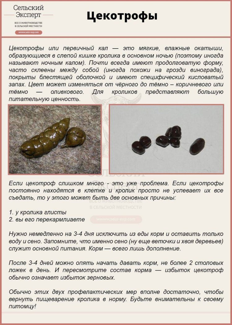 Рвотная жидкость коричневого