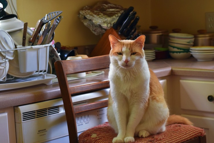 Котик за столом