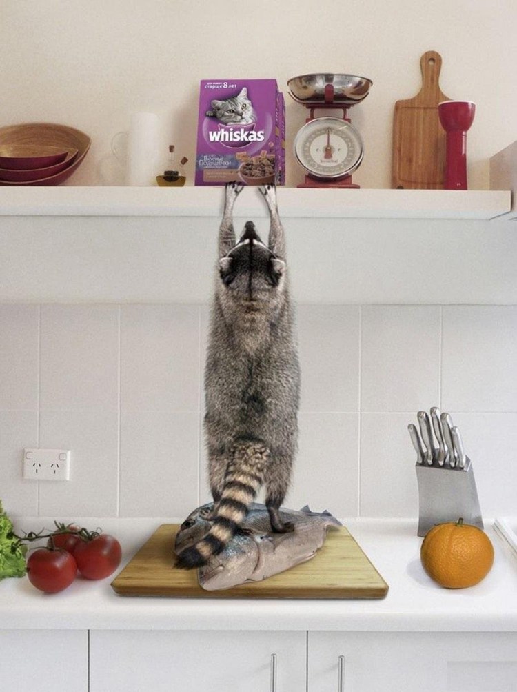 Смешные животные на кухне