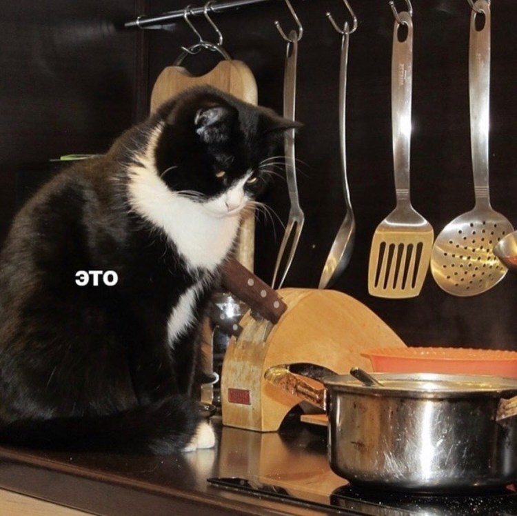 Кошка готовит