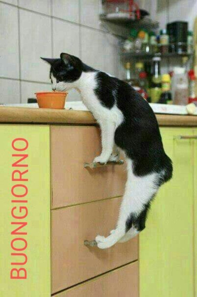 Котенок на кухне