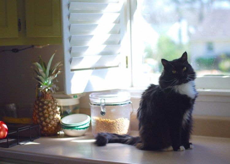 Кот на кухне фотосессия