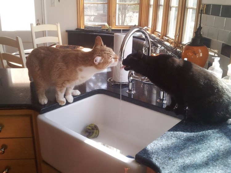 Котик на кухне