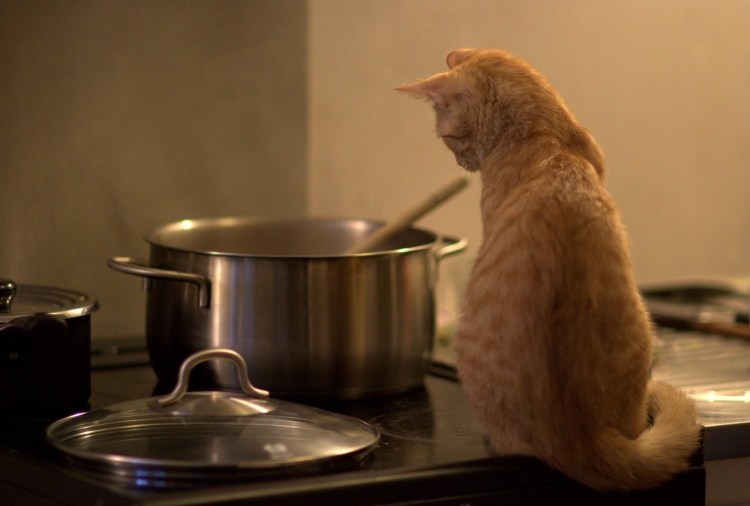 Кот готовит