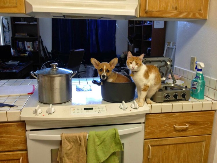 Животные на кухне