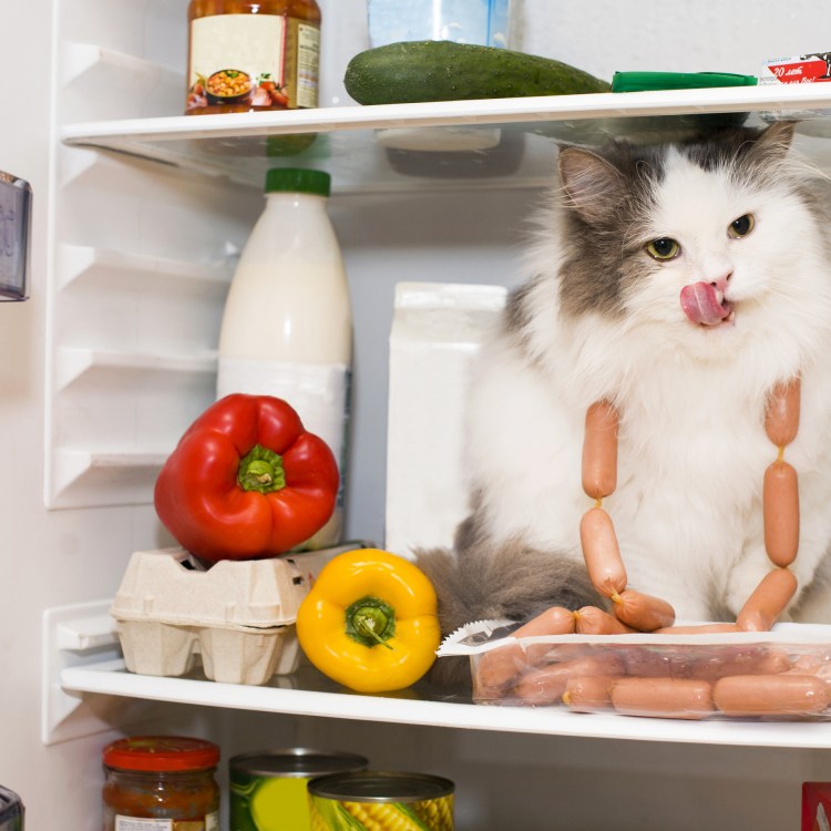 Приятного аппетита коты