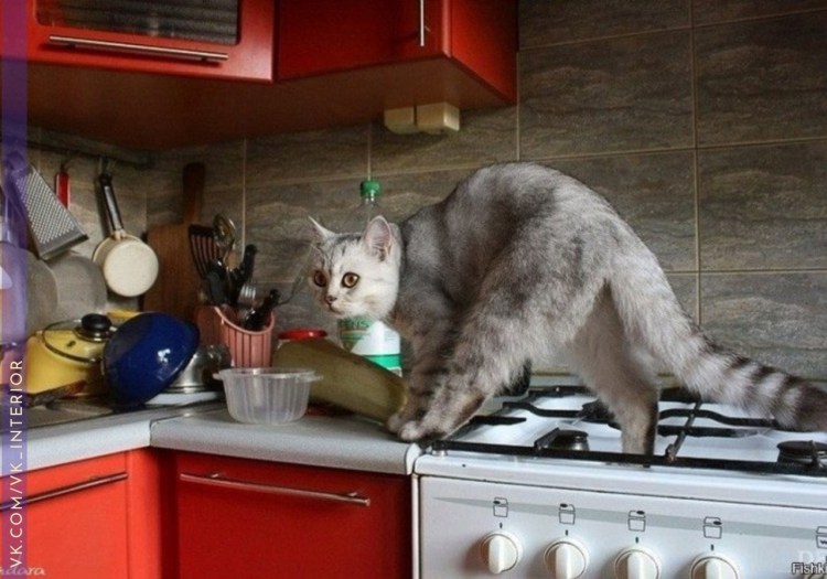 Котик на кухне