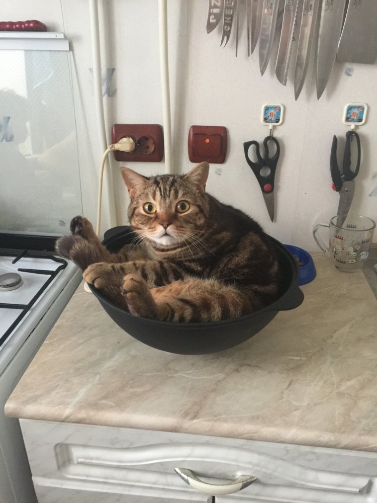 Котик в кастрюле