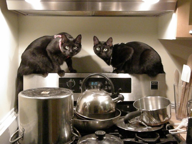 Коты повара