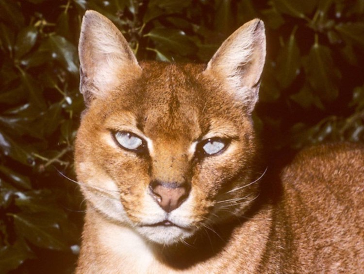 Profelis aurata