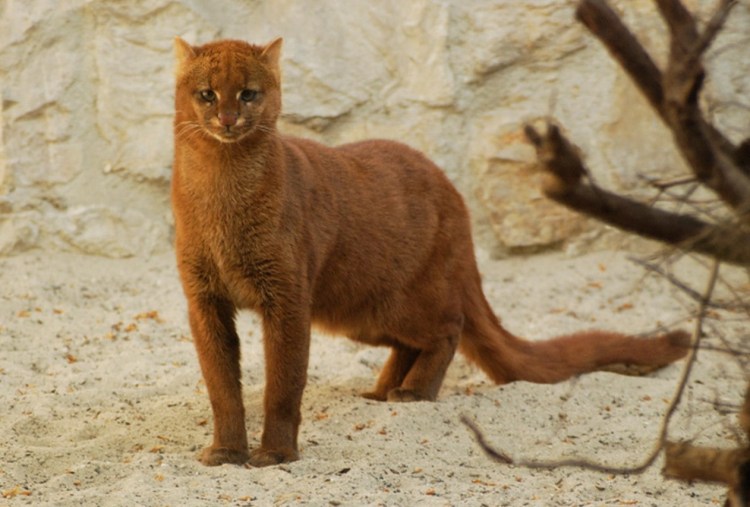 Абиссинская кошка