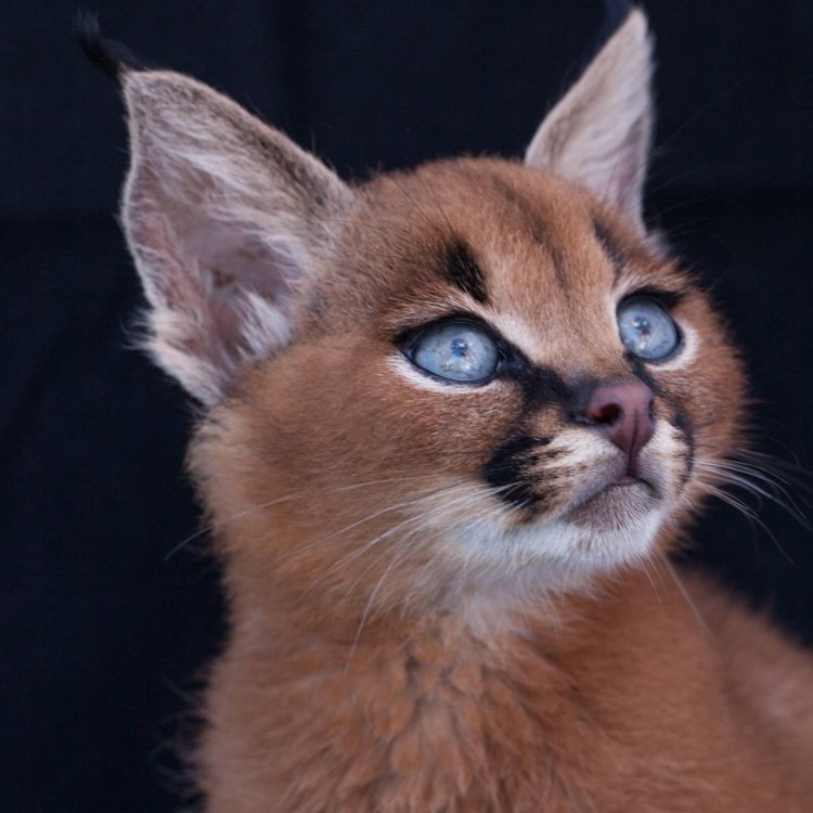 Каракал Нефертити