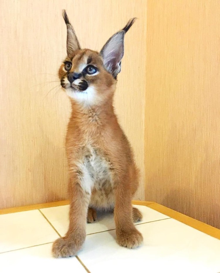 Степной кот каракал