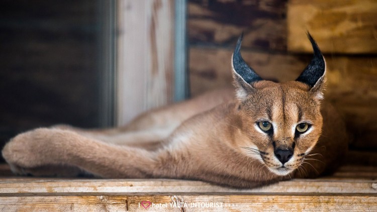 Ягуарунди кошка