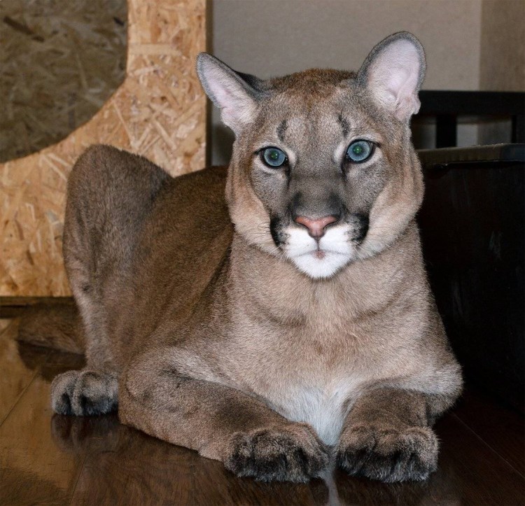 Стоун Кугуар кошка