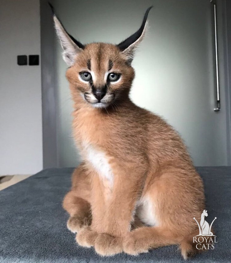 Абиссинская и тайская