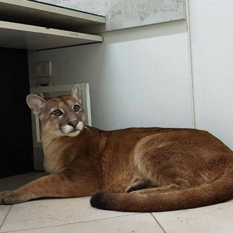 Каракал, пустынная Рысь