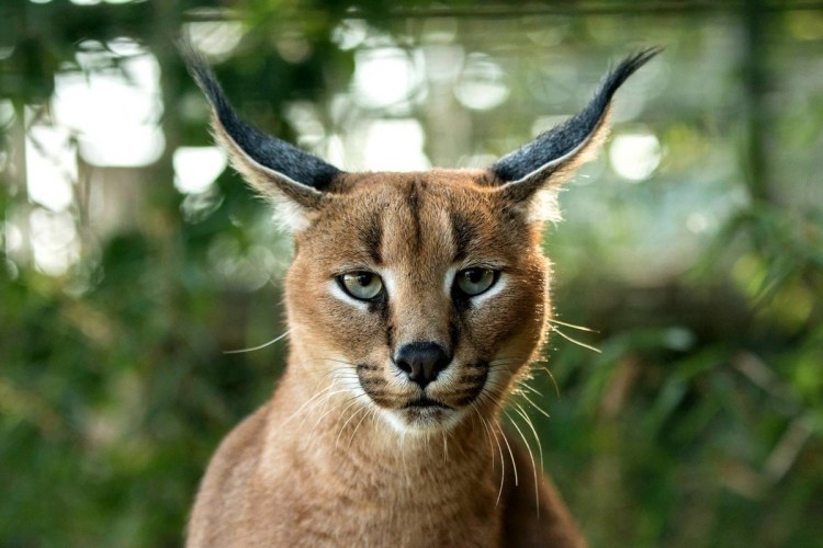 Кошки похожи на Пумы с длинным хвостом