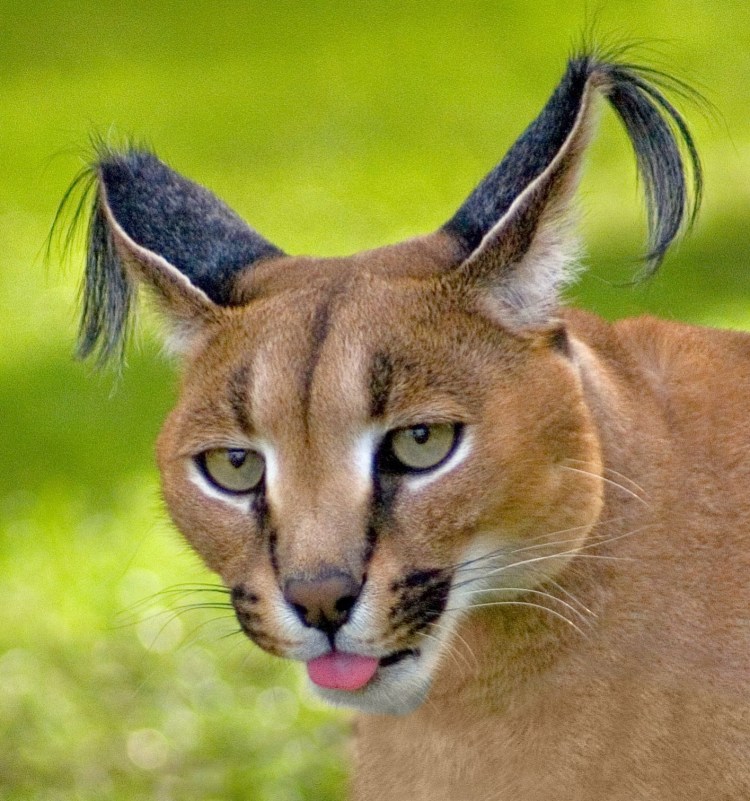 Пума каракал