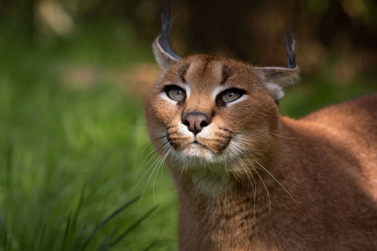 Черная ягуарунди