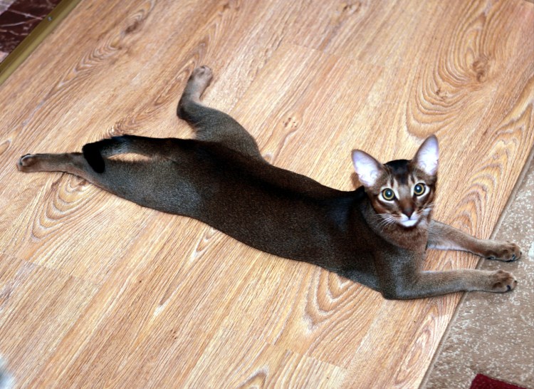 Египетская кошка Абиссинская