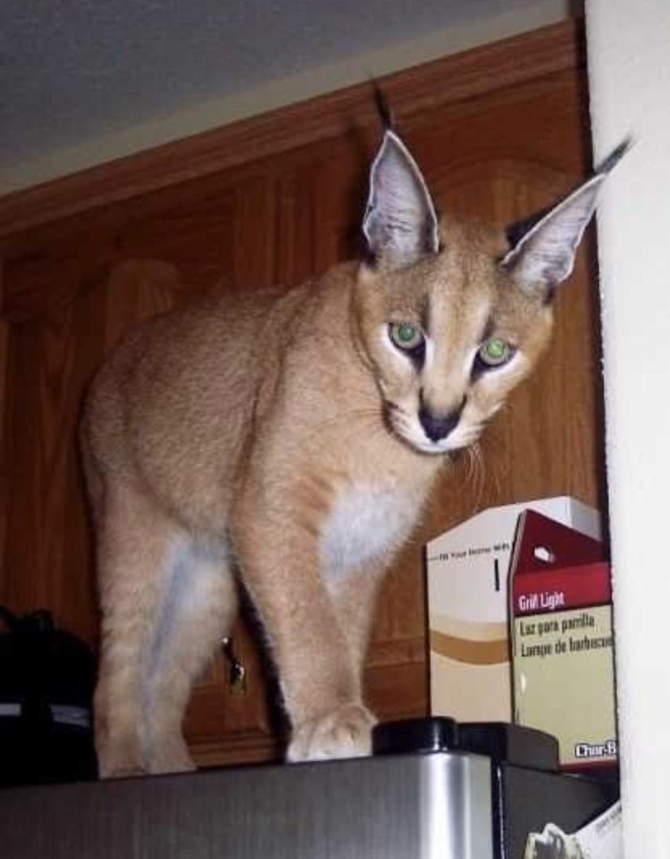 Каракал шлёпа