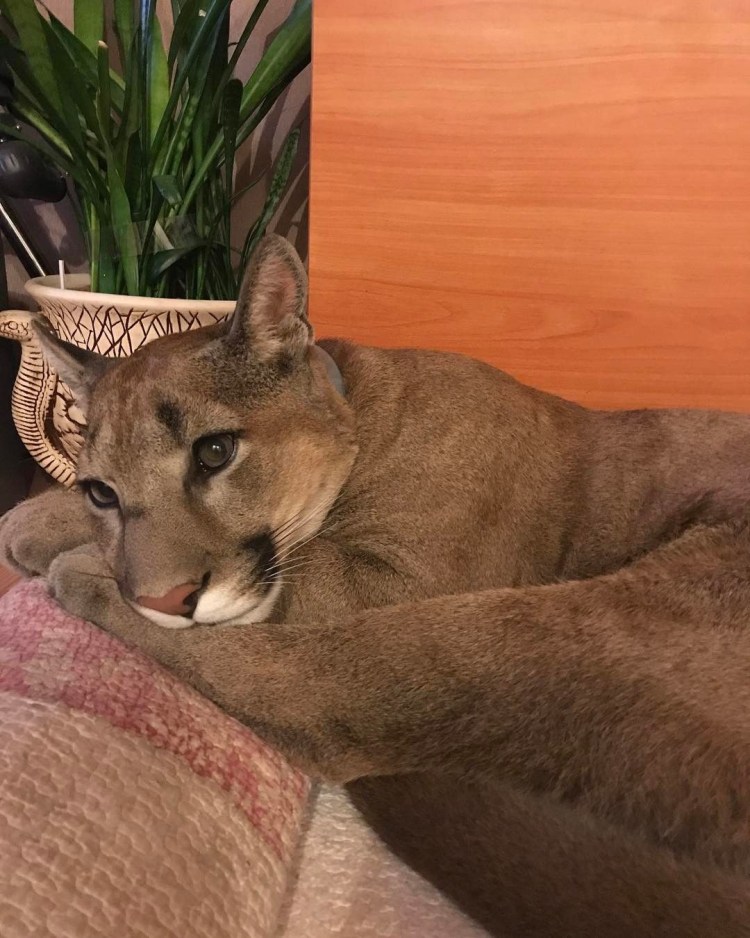 Степная кошка каракал