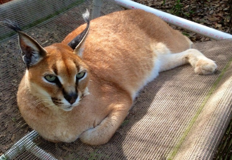 Абиссинцы сервал