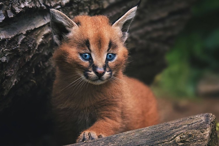 Черный абиссинец