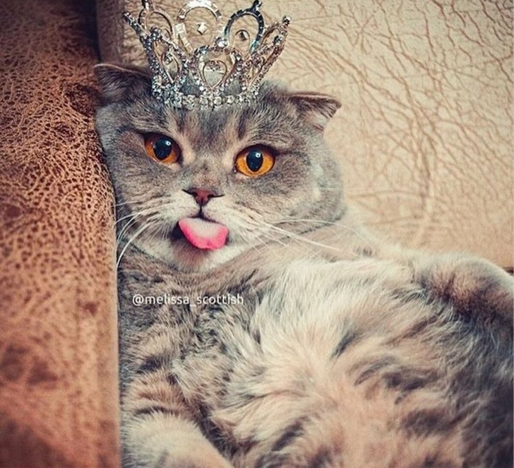 Дерзкий кот