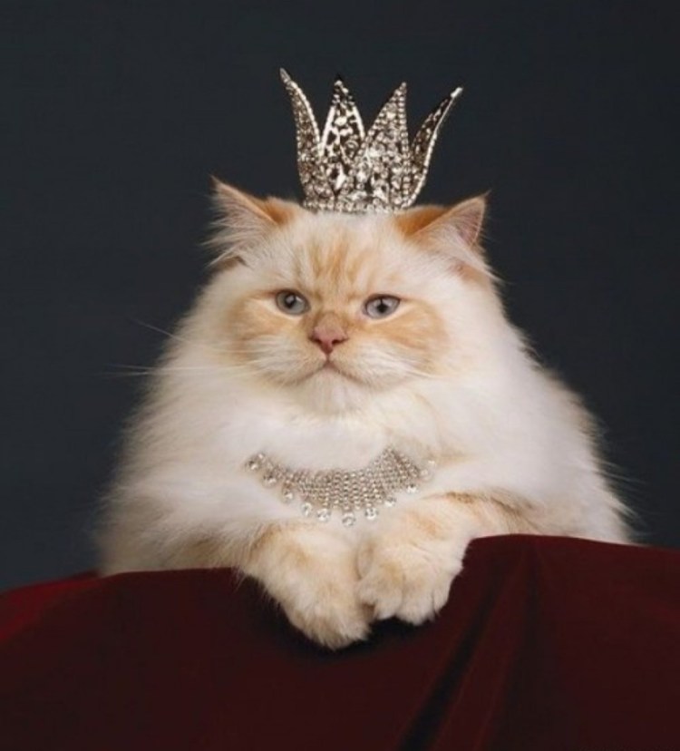 Королевский кот