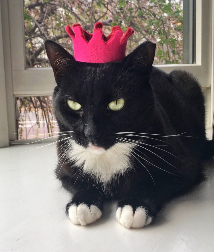 Кошка с короной на голове