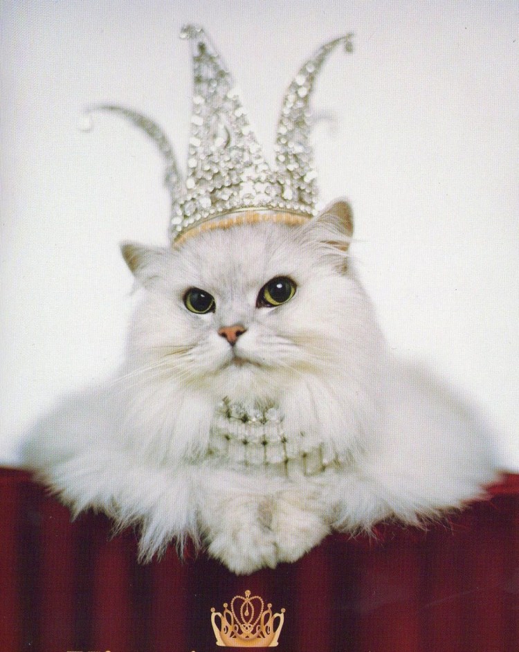 Элегантная кошка