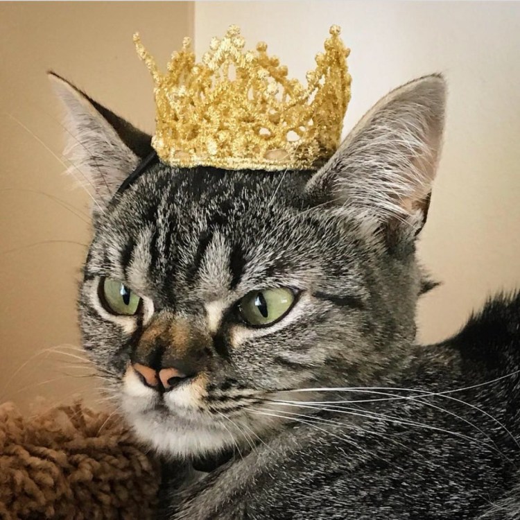 Аврора принцесса Рэгдолл