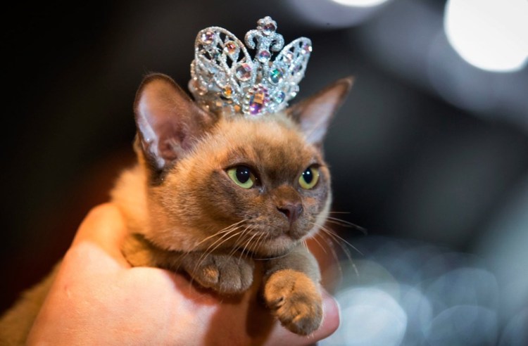 Белая кошка в короне