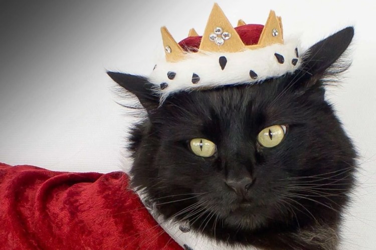 Кот с короной на голове