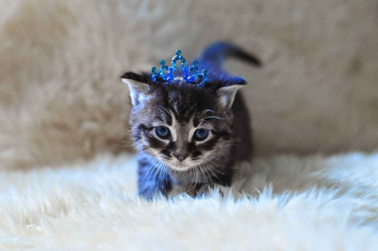 Рыжая кошка в короне