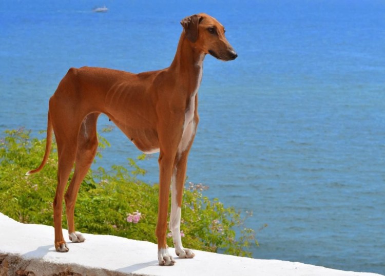 Порода борзых Азавак