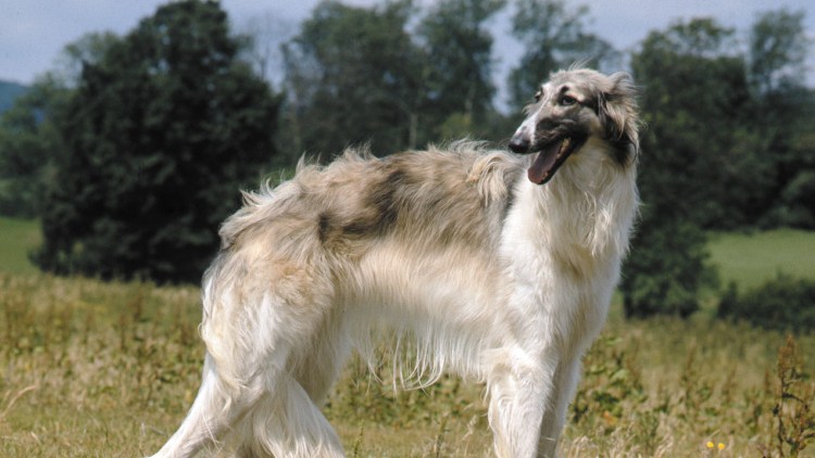 Московская борзая порода собак