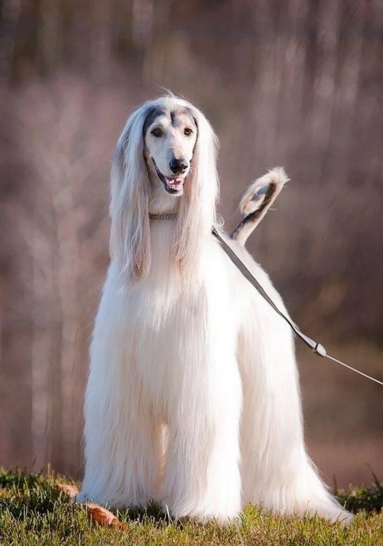 Афганская псовая борзая