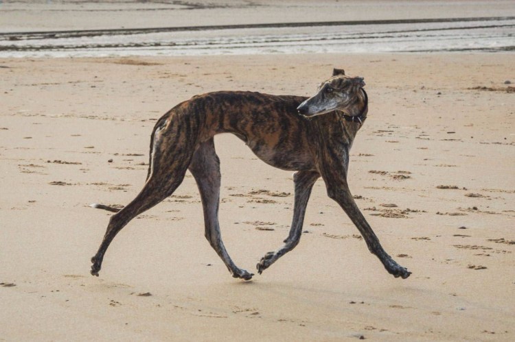 Порода собак испанский гальго