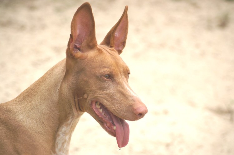 Pharaoh Hound