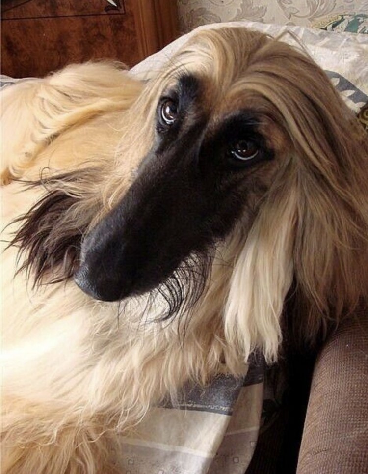 Пекинес и Афганская борзая